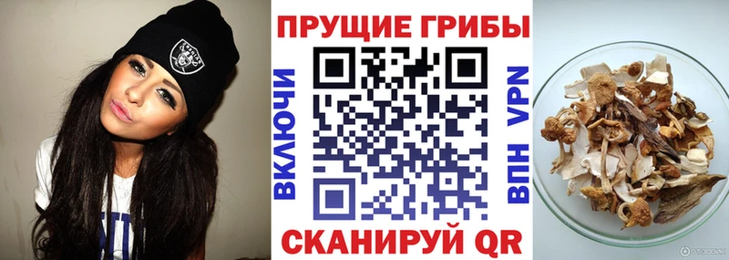 продажа наркотиков  Покров  Галлюциногенные грибы Cubensis 